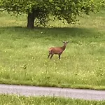 De Famille L.f.m.a.l. *